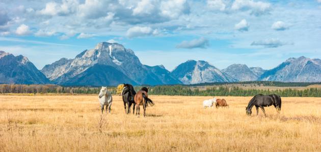 Wyoming